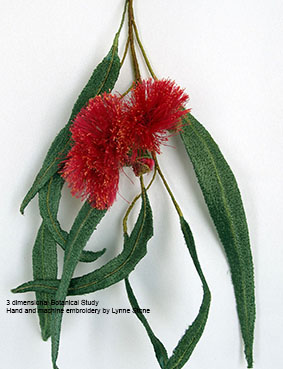 Eucalyptus leucoxylon13